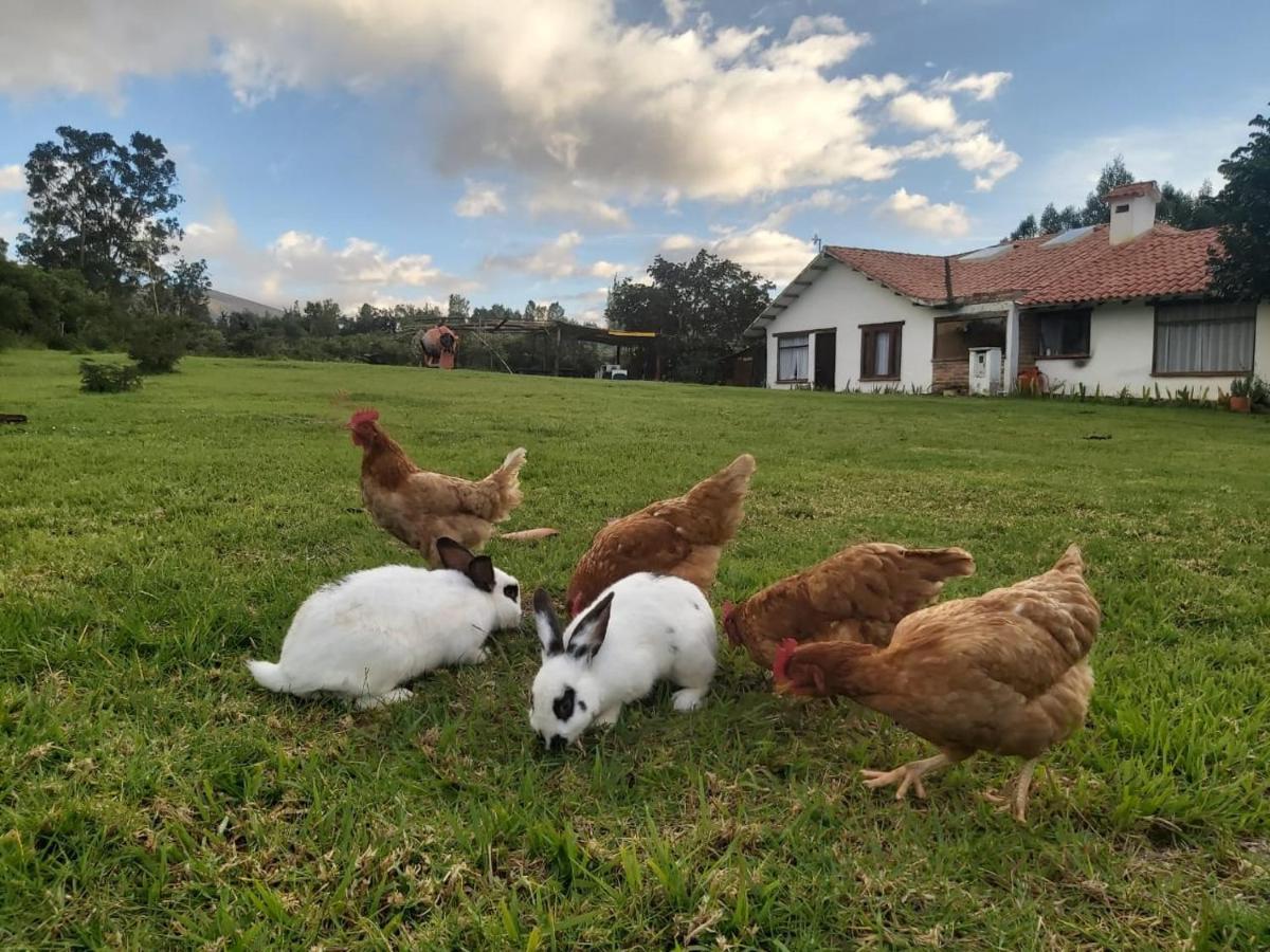 Hospedaje Y Zona De Camping Pistacho Konuk evi Villa de Leyva Dış mekan fotoğraf